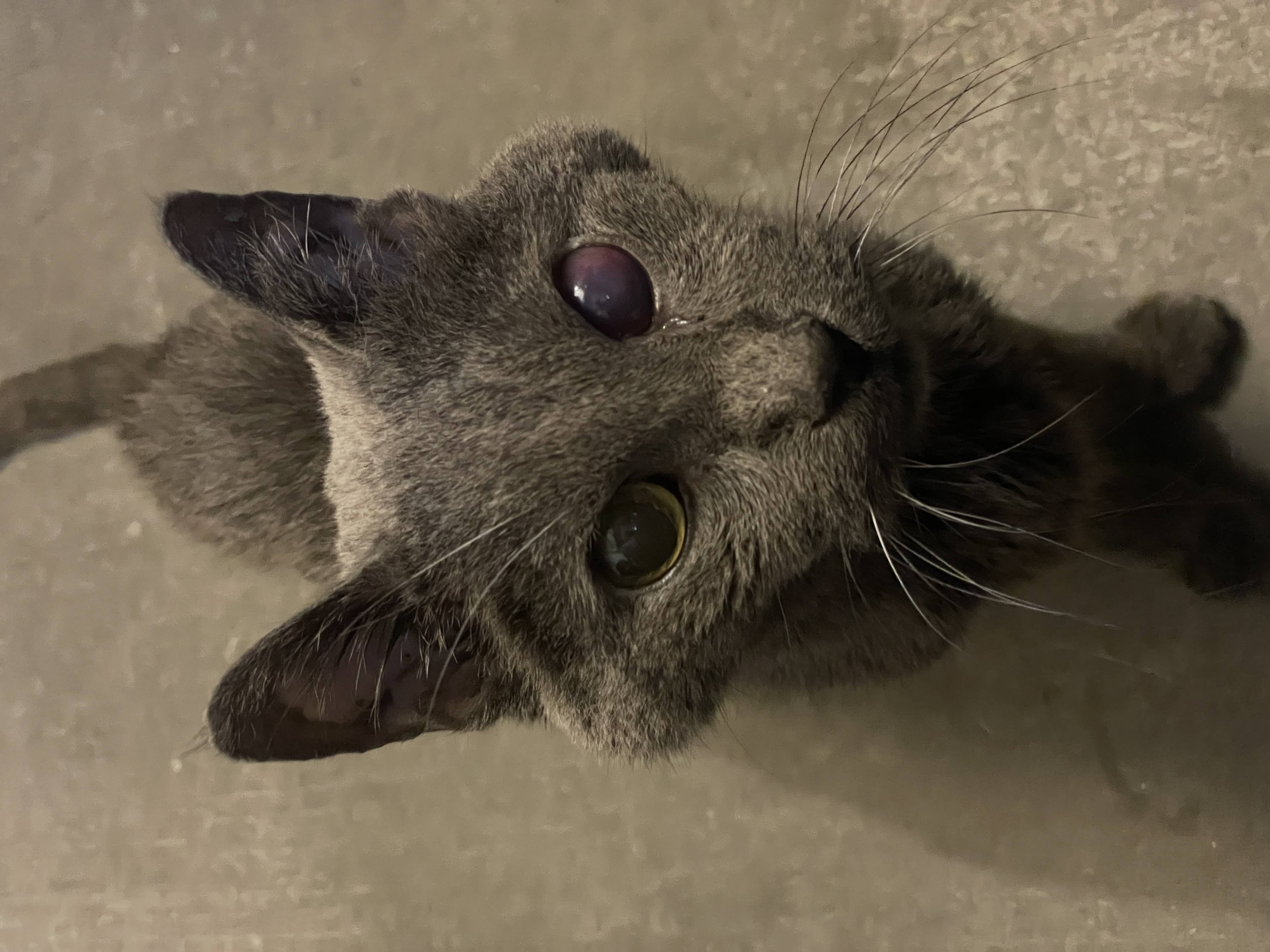 kittyyyy